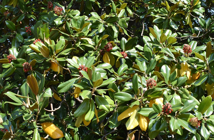 Magnolia grandiflora semi 2