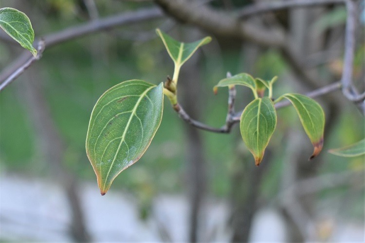 Ricerca per foglia – foglie tondeggianti